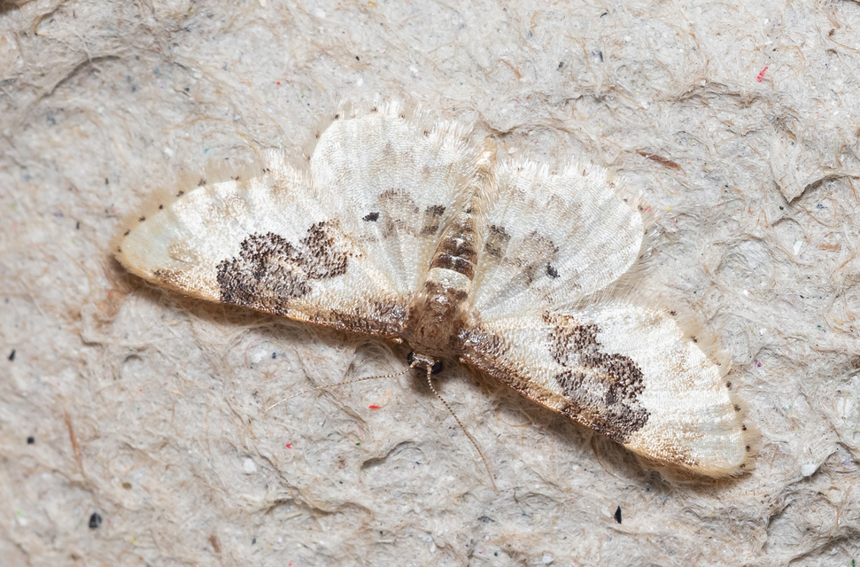 Idaea rusticata - tarka apróaraszoló