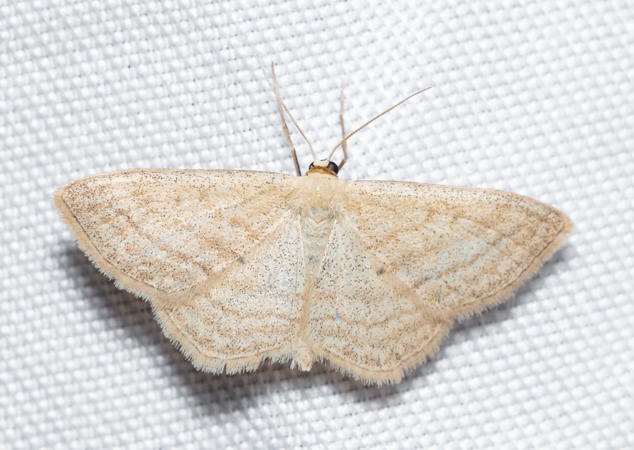 Scopula virgulata - vesszős sávosaraszoló