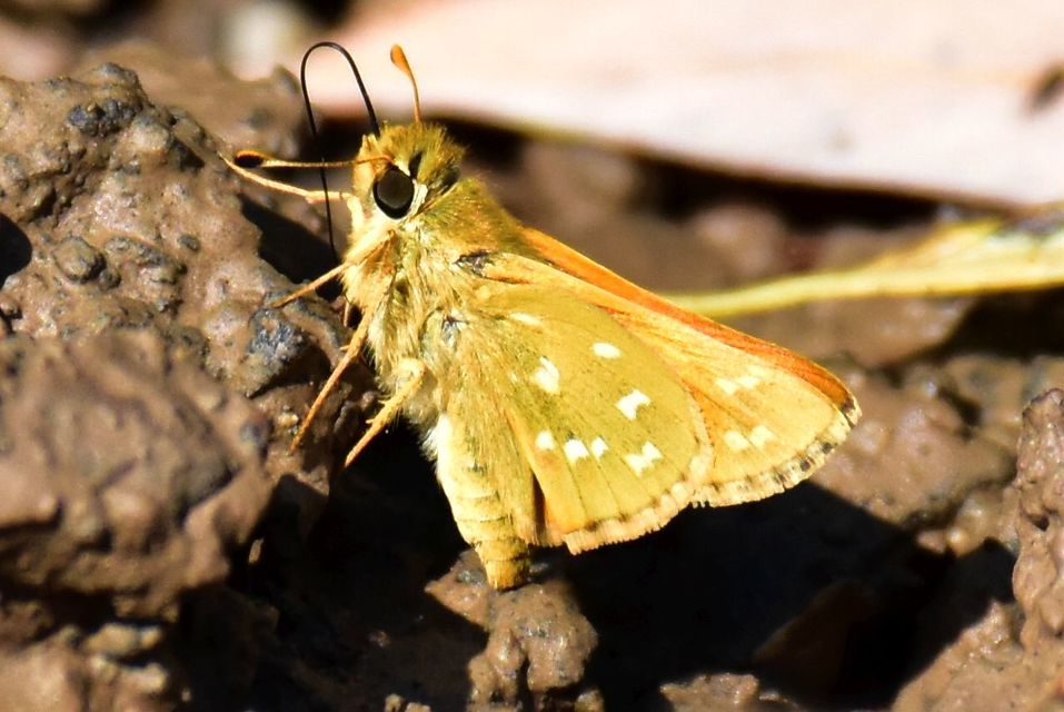 Hesperia comma - vesszős busalepke