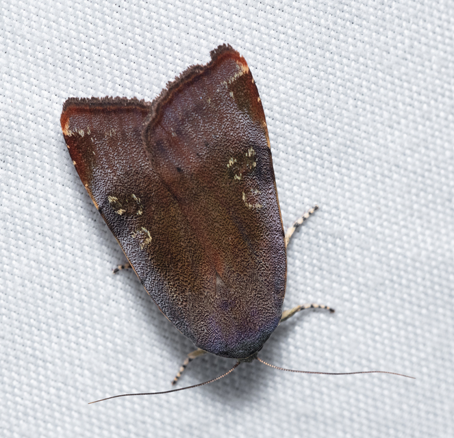 Noctua janthe/janthina
