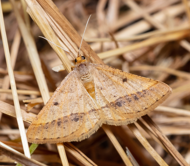 Tephrina arenacearia - lucerna-araszoló