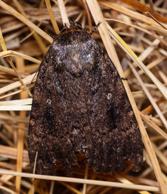 Amphipyra berbera/pyramidea