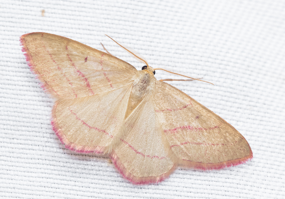 Rhodostrophia vibicaria - pirosszélű araszoló
