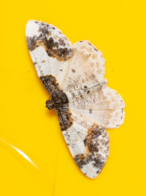 Ligdia adustata - barna levélaraszoló