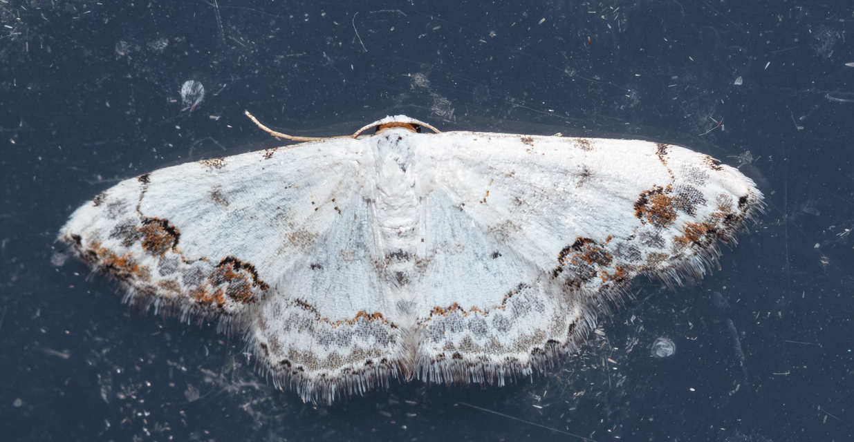 Scopula decorata - tarka fehéraraszoló