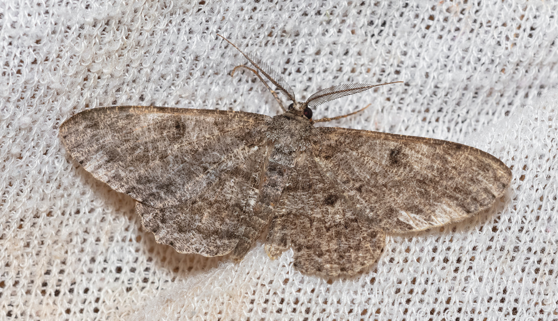 Hypomecis punctinalis - pettyes faaraszoló