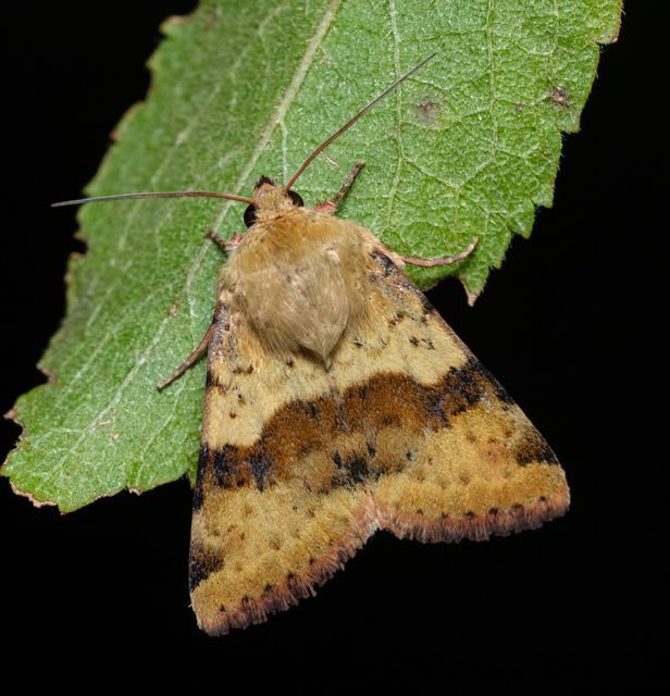 Heliothis viriplaca - mácsonyabagoly