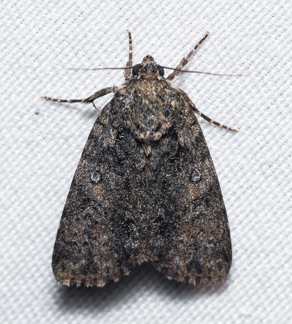Acronicta rumicis - sóska-szigonyosbagoly