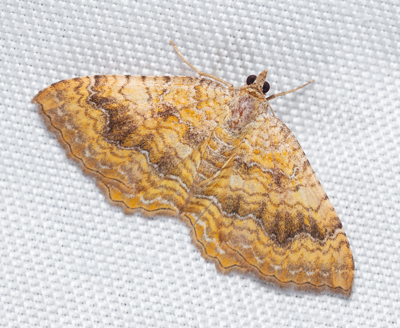Camptogramma bilineata - kétvonalas sávosaraszoló