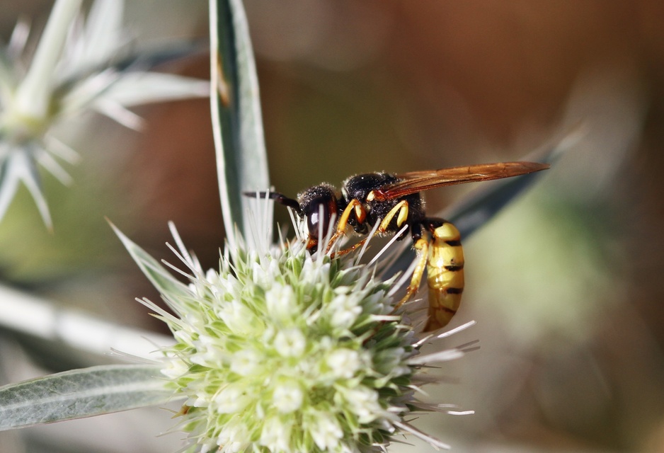 Hymenoptera - Hártyásszárnyúak