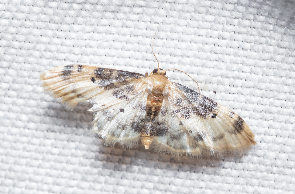 Idaea filicata - sötéttövű apróaraszoló