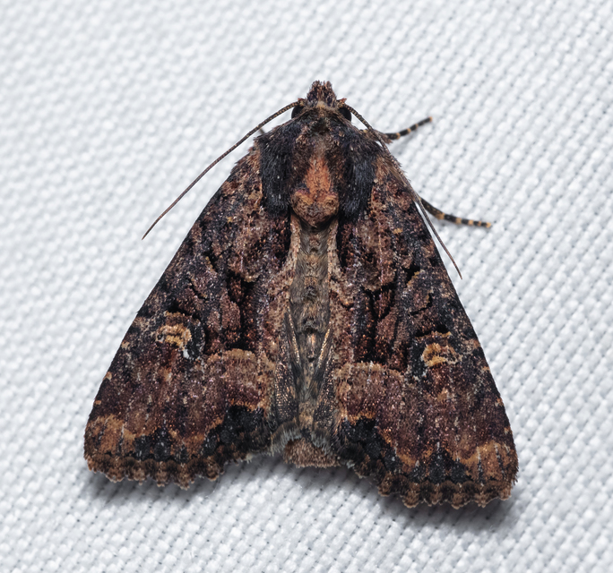Mesapamea secalella/secalis