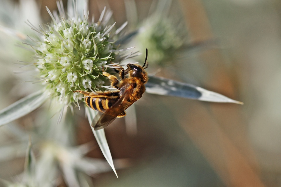 Hymenoptera - Hártyásszárnyúak