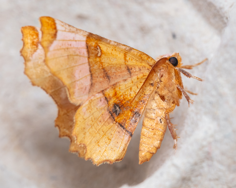 Selenia lunularia - egyfoltos holdasaraszoló