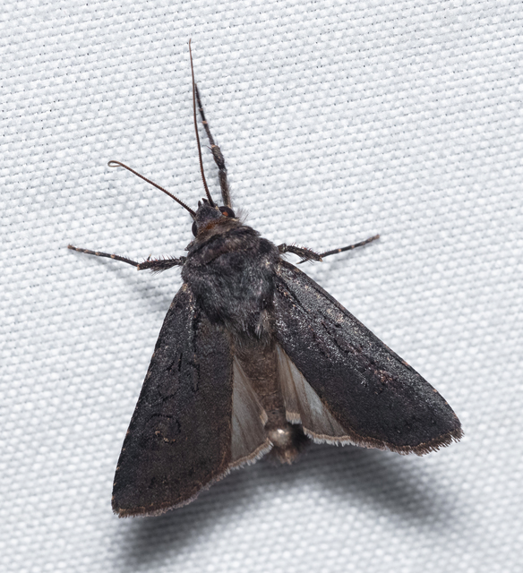 Euxoa nigricans - feketés földibagoly