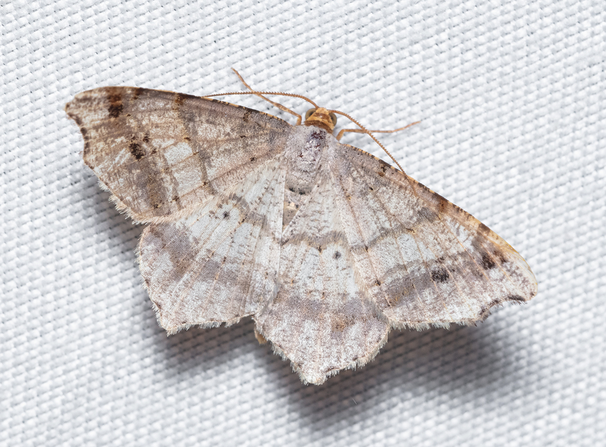 Macaria alternata - közönséges szürkearaszoló