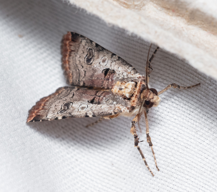 Epilecta linogrisea - karcsú sárgafűbagoly