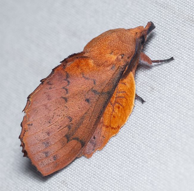 Gastropacha quercifolia - tölgylevélpohók