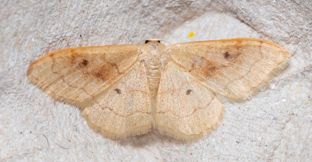 Idaea rubraria - vörössávos araszoló
