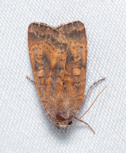 Noctua interjecta - zömök sárgafűbagoly