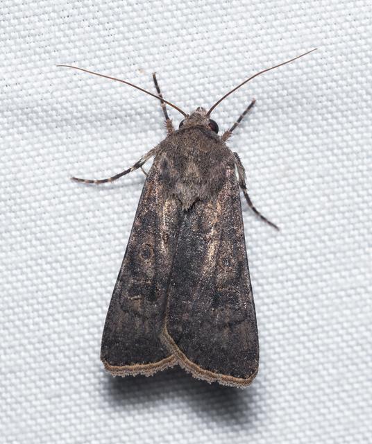 Agrotis segetum - vetési földibagoly