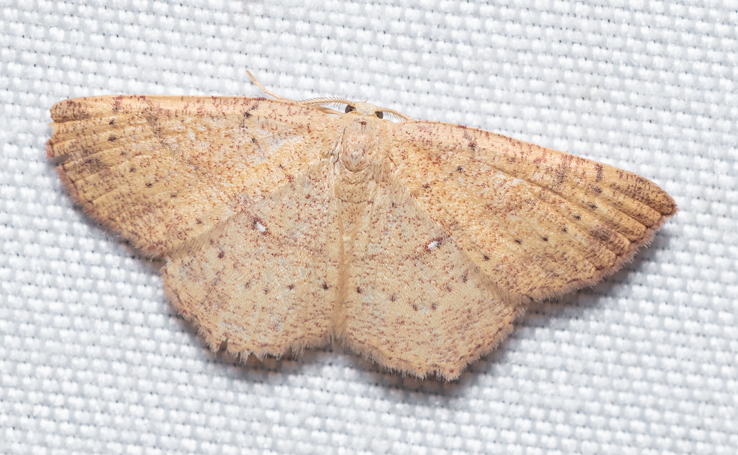 Cyclophora linearia - vonalas pettyesaraszoló