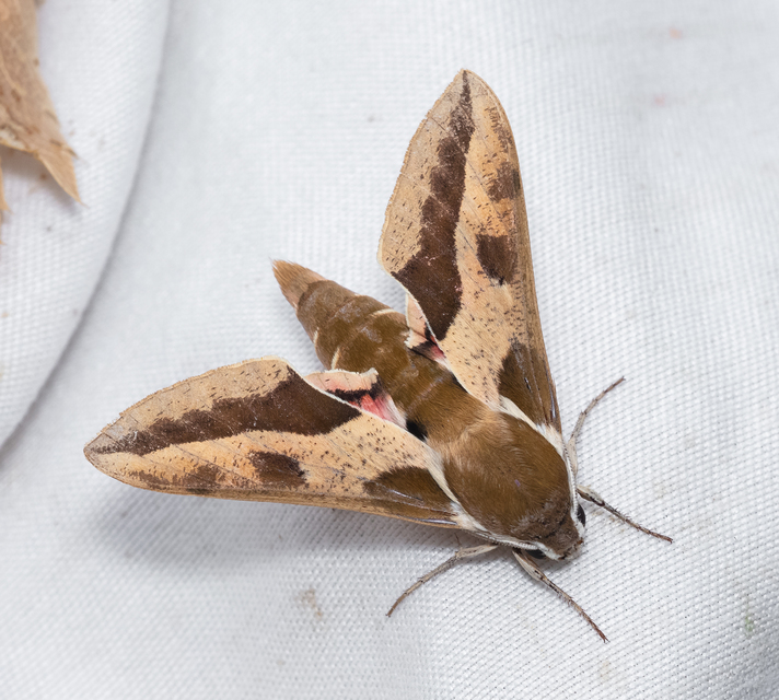 Hyles euphorbiae - kutyatejszender