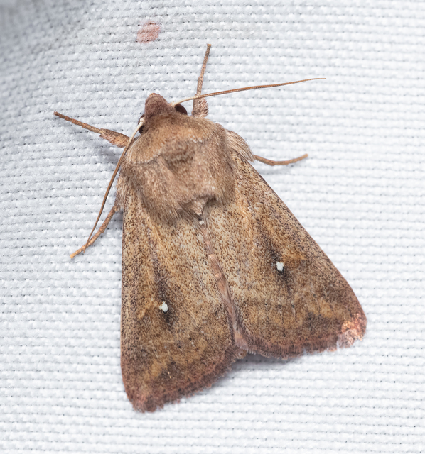 Mythimna albipuncta - fehérpettyes rétibagoly