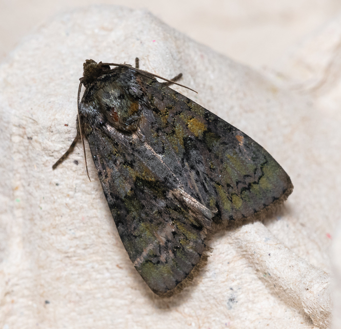Craniophora ligustri - fagyalbagoly