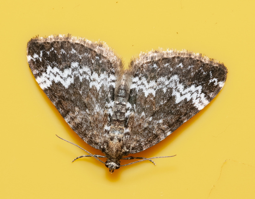 Perizoma alchemillata - árvacsalán-araszoló