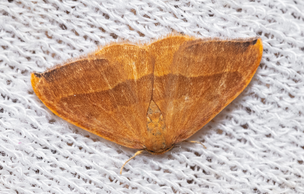 Watsonalla cultraria - bükkfa-sarlósszövő