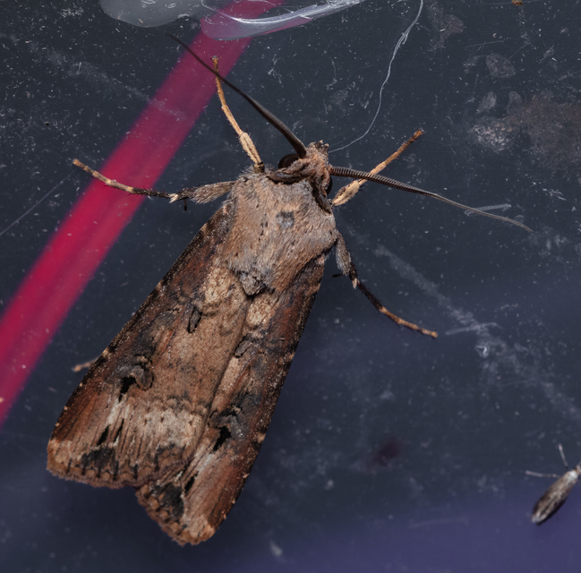 Agrotis ipsilon - nagy földibagoly