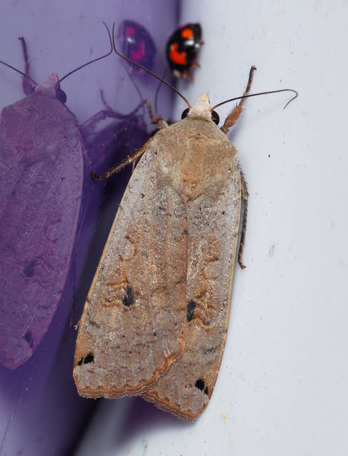 Noctua pronuba - nagy sárgafűbagoly