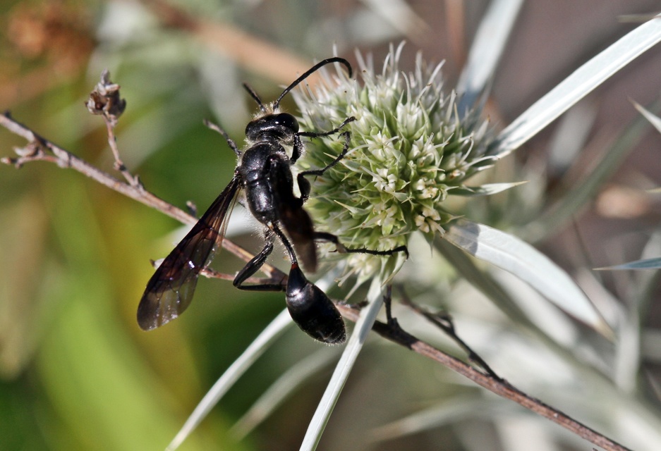Isodontia mexicana - mexikói fűdarázs
