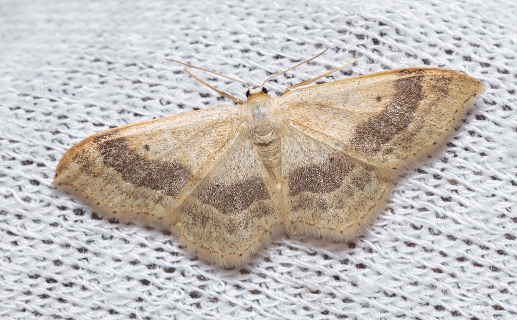Idaea aversata - nagy sávosaraszoló