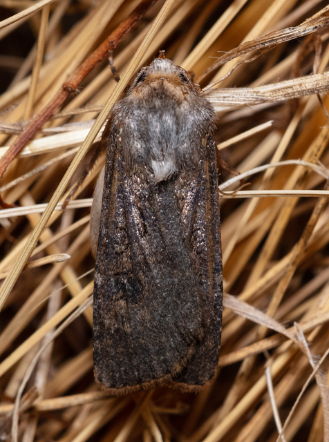 Agrotis segetum - vetési földibagoly
