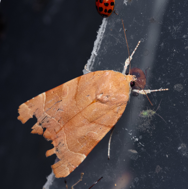 Noctua fimbriata - szélessávú sárgafűbagoly