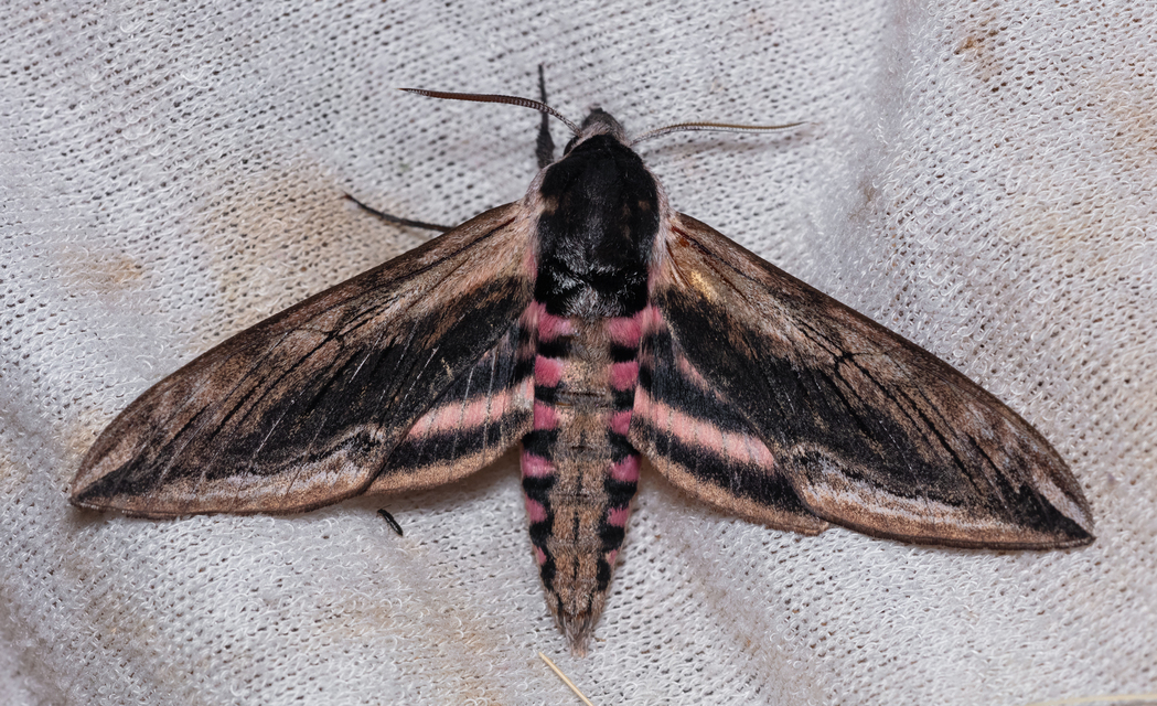 Sphinx ligustri - fagyalszender