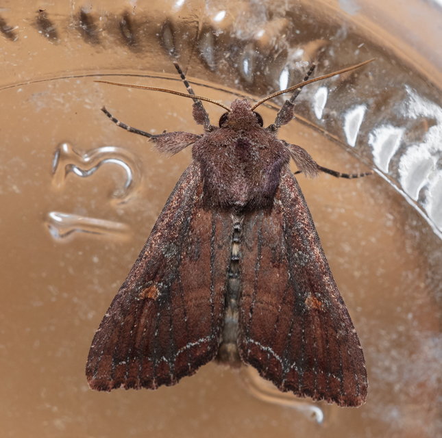 Lacanobia oleracea - saláta-kertibagoly