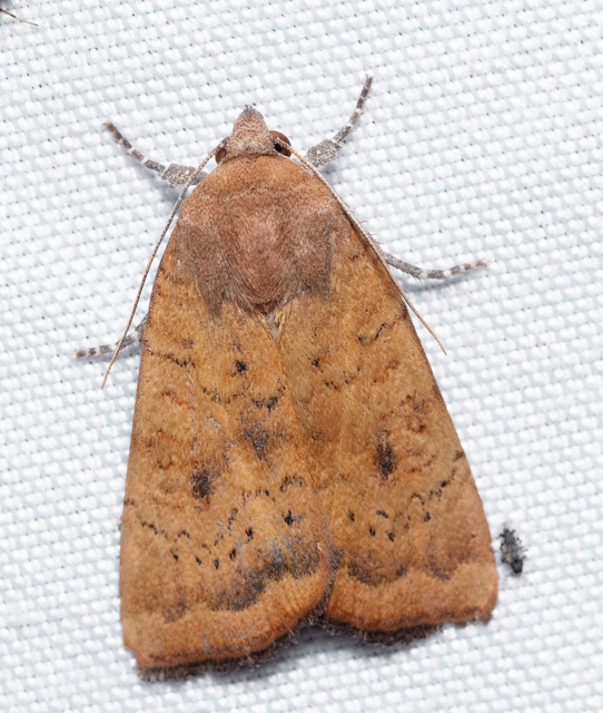 Noctua interjecta - zömök sárgafűbagoly