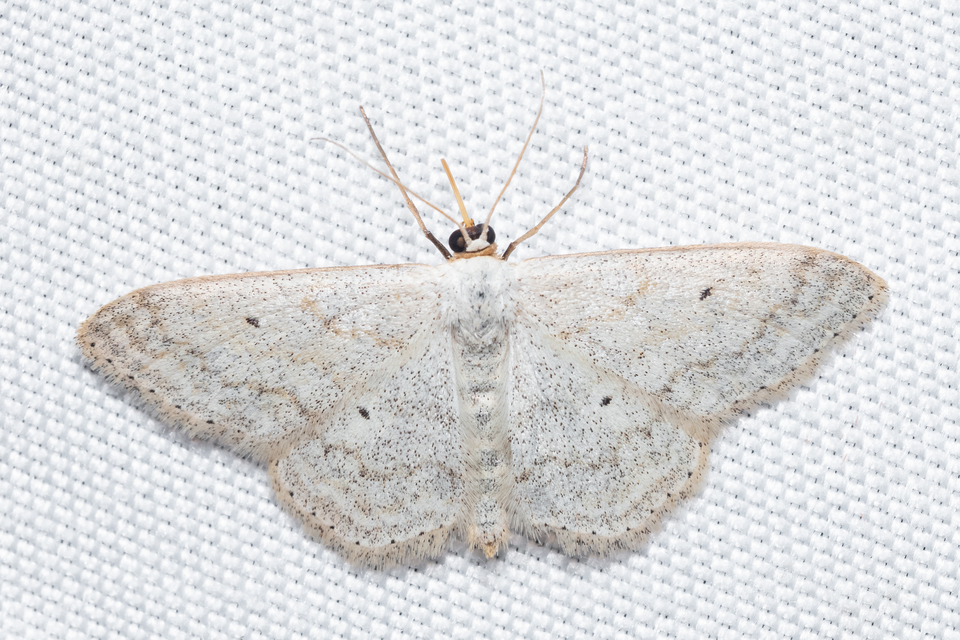Scopula incanata - hamvas sávosaraszoló