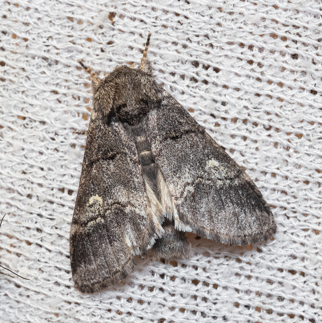 Drymonia querna - tölgyfa-púposszövő
