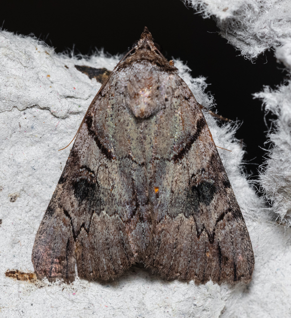 Catocala hymenaea - kökény-övesbagoly