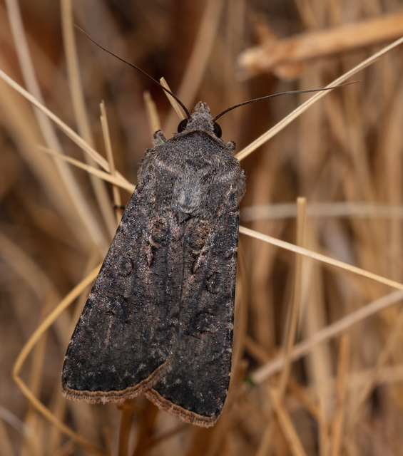 Agrotis segetum - vetési földibagoly