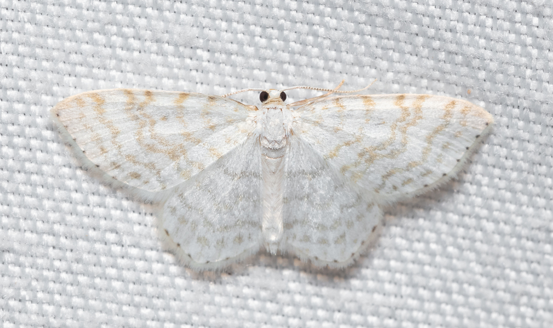 Asthena albulata - gyertyán-fehéraraszoló