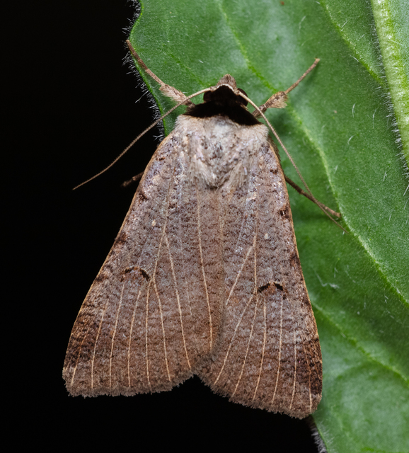 Lygephila craccae - gyakori csüdfűbagoly