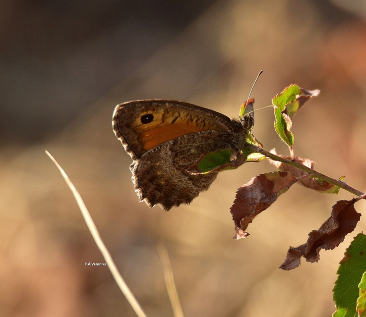 Arethusana arethusa - közönséges szemeslepke