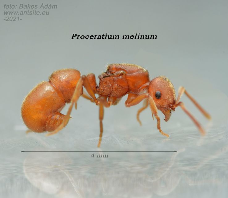 Proceratium melinum - gömböchangya