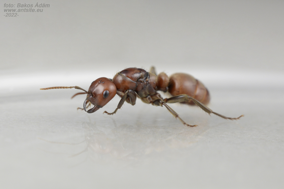 Polyergus rufescens - amazonhangya