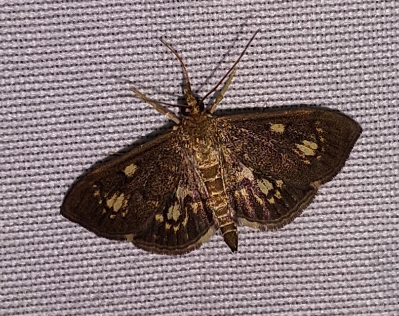 Anania stachydalis - mocsári dudvamoly